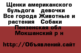 Щенки американского бульдога ( девочки) - Все города Животные и растения » Собаки   . Пензенская обл.,Мокшанский р-н